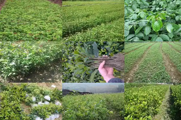 桂花树什么时间浇水好活1684284150464