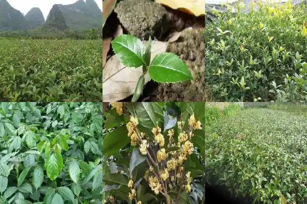 桂花树什么时间浇水好养1684284167311