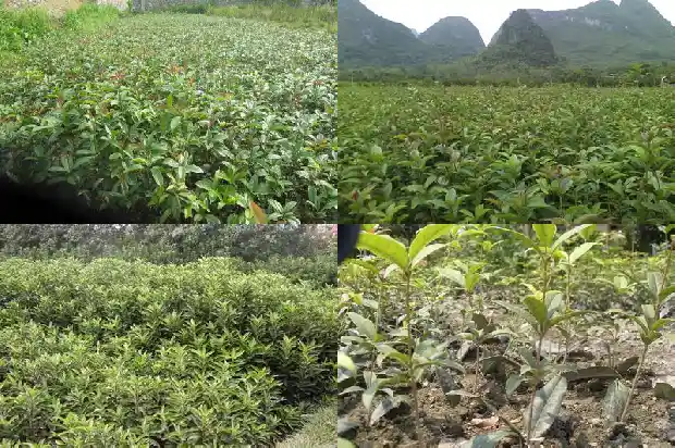 桂花入冬前施什么肥1684284188659