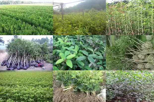 桂花入冬前施什么肥1684284188706