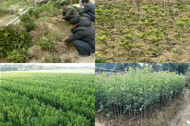 桂花入冬前施什么肥1684284188753