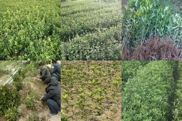 地栽桂花树一年四季怎么施肥最好1684284223346