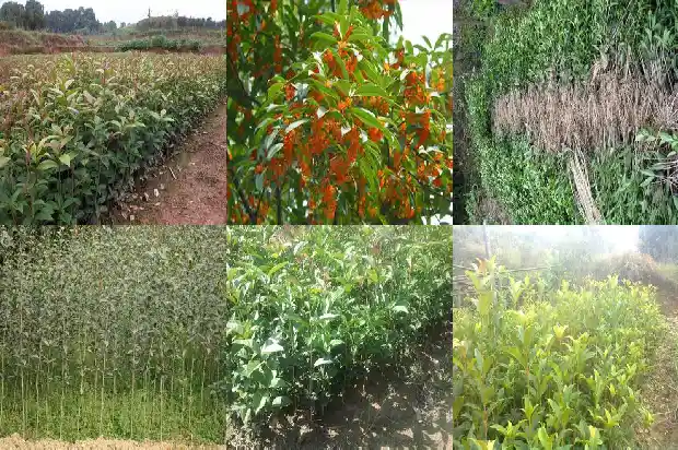 什么时候给桂花树施肥?是什么肥?1684284247068