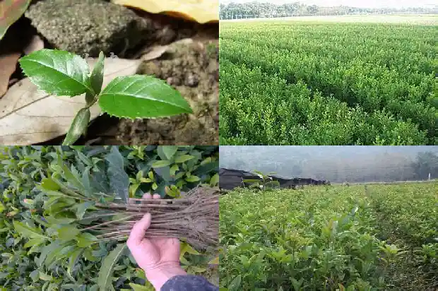 桂花籽泡脚的功效与作用1689576882928