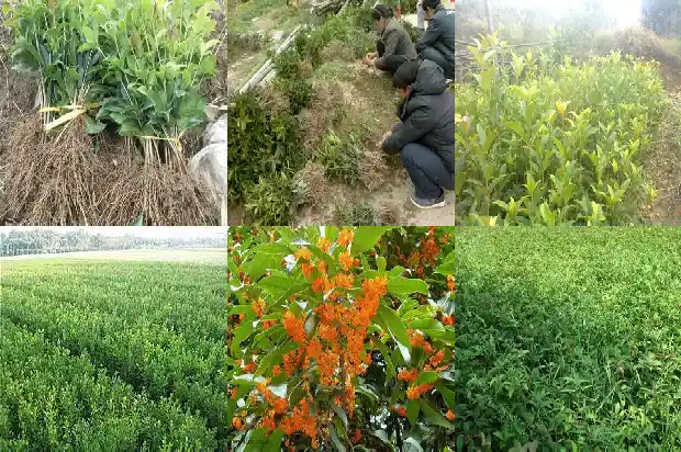 什么时候给桂花树施肥?是什么肥?1684284247164