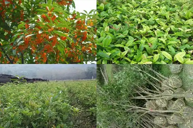 什么时候给桂花树施肥?是什么肥?1684284247211