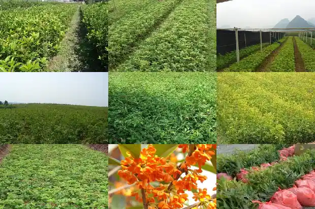 什么时候给桂花树施肥最佳1684284263841