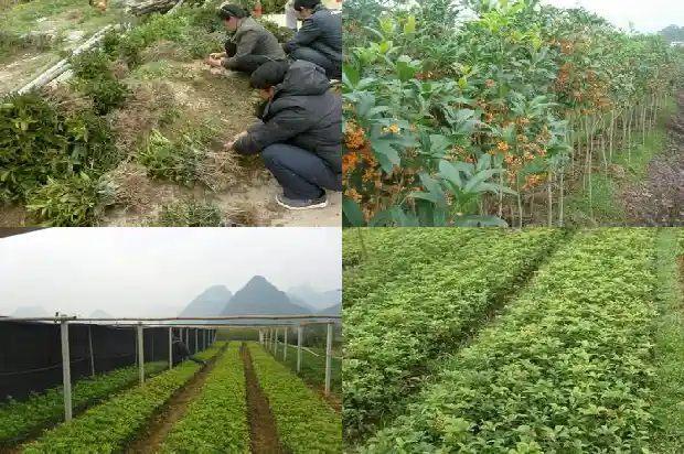 什么时候给桂花树施肥最佳1684284263889