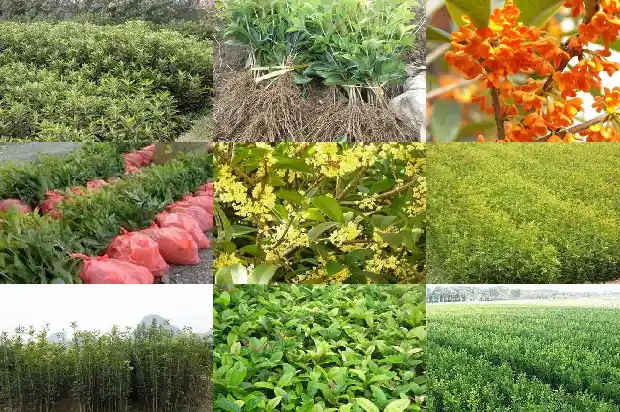 冬天给桂花树施肥可以吗1684284283276