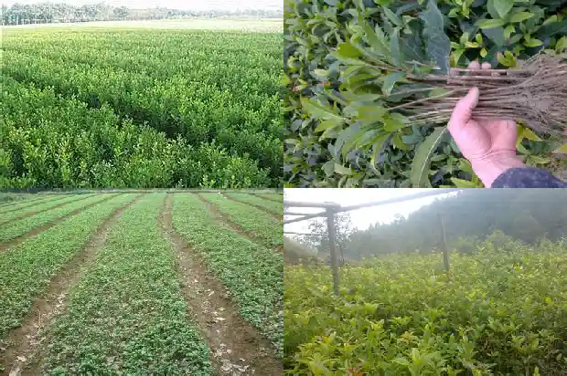 100年桂花树价格多少1689639793441