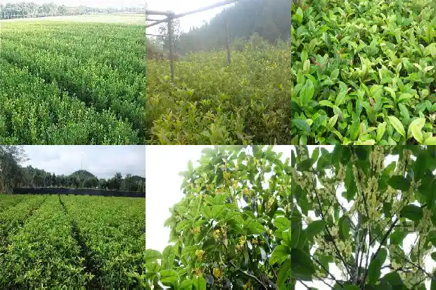 桂花树施肥时间是农历吗还是公历呢1684284322291
