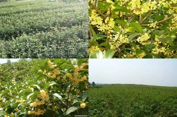 桂花在什么时候施肥1684284339623