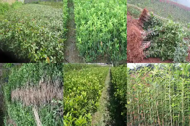 桂花黑茶有什么功效和作用及禁忌1689381664978