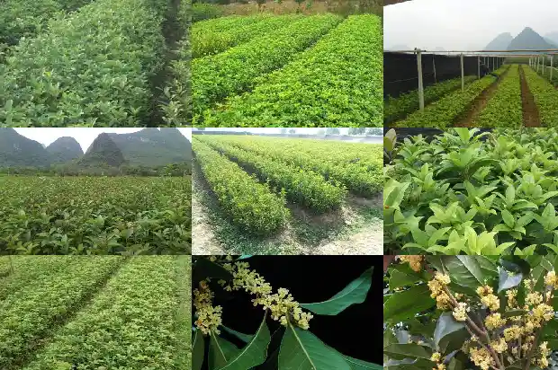 桂花树正月施肥可以吗1684284356878