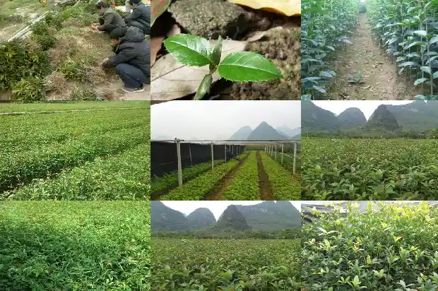 桂花树正月施肥可以吗1684284356925