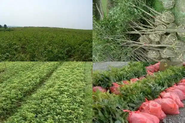 桂花树施肥时间是什么时候开始的1684284371954