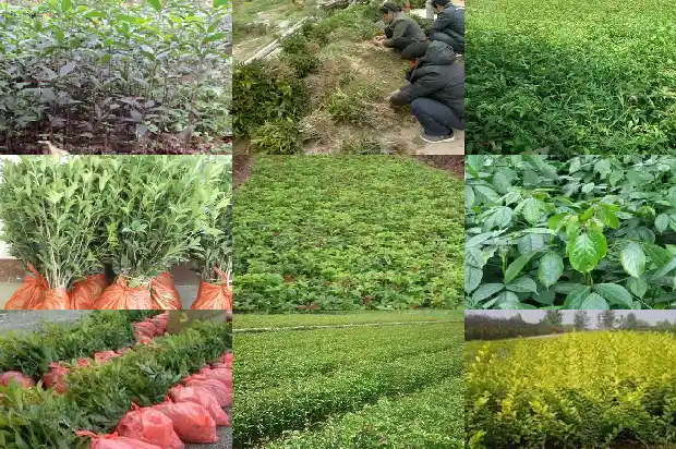 桂花树施肥时间是什么时候开始的1684284372002