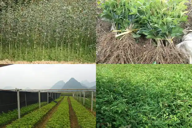 桂花树施肥时间是什么时候的最好1684284391096