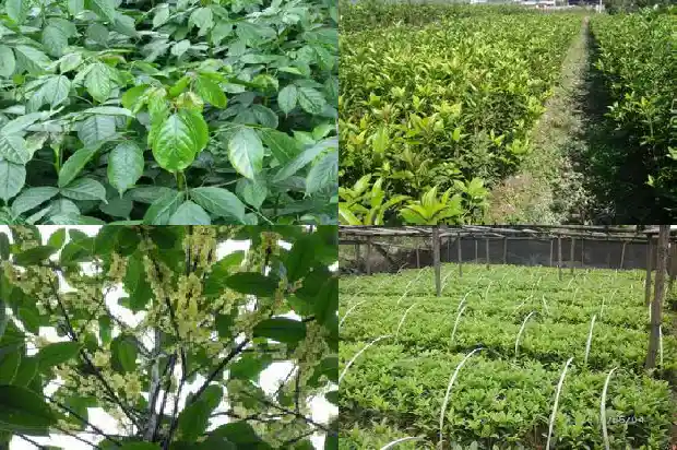 桂花树什么时候追肥最好1684284408242