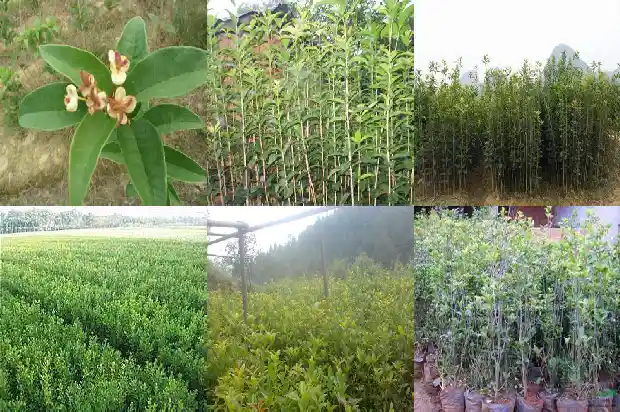 桂花树什么时候追肥最好1684284408289