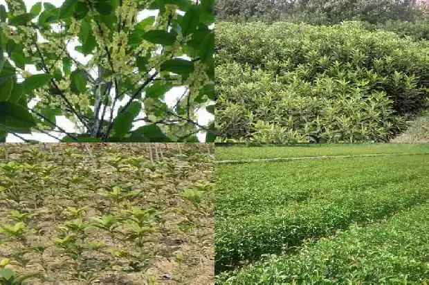 新种的桂花树要施肥了吗1684284427422