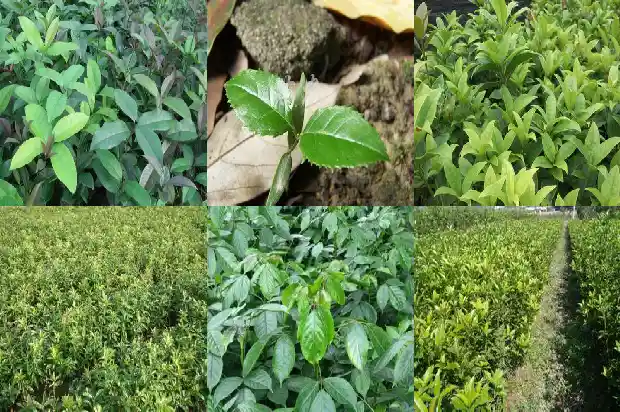 桂花树什么时候上猪粪1684284446559