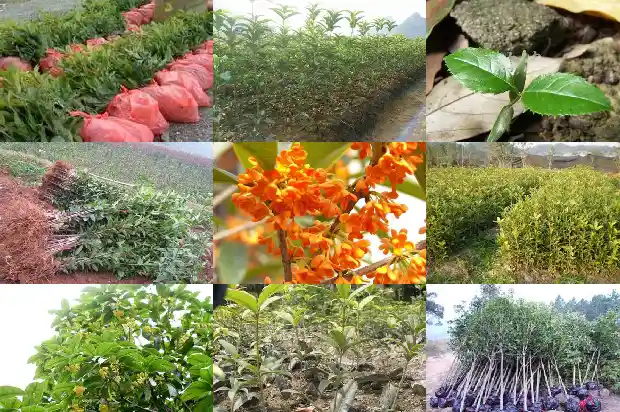 桂花树什么时候上猪粪1684284446606