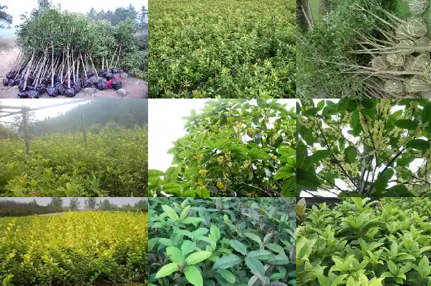 桂花树什么时间施肥最好呢1684284468827