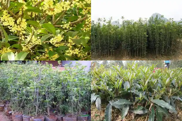 桂花树什么时间施肥最好呢1684284468922