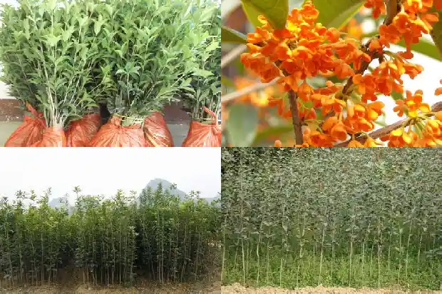 桂花树多少钱一棵1斤1689899004196