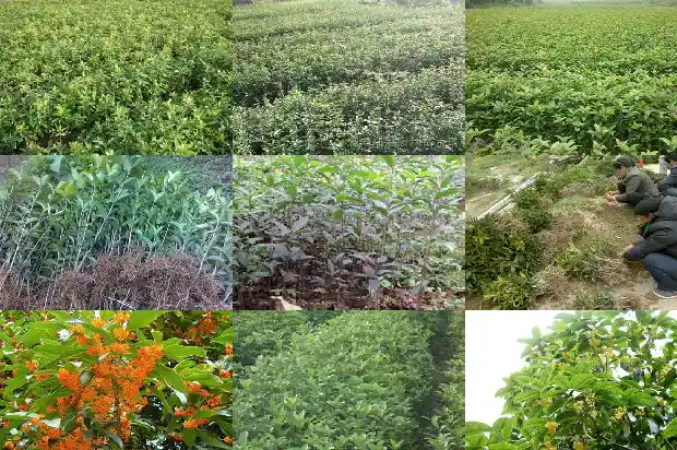 桂花盆栽施肥的最佳时间1684284488263