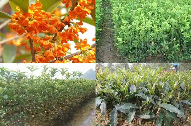 桂花盆栽施肥的最佳时间1684284488311