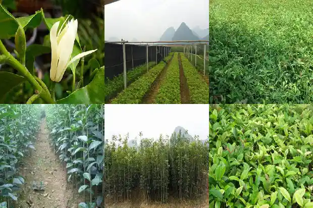 桂花树施肥时间多长最好吃1684284526790