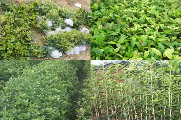 桂花树施什么肥什么时间施最好1684284563486