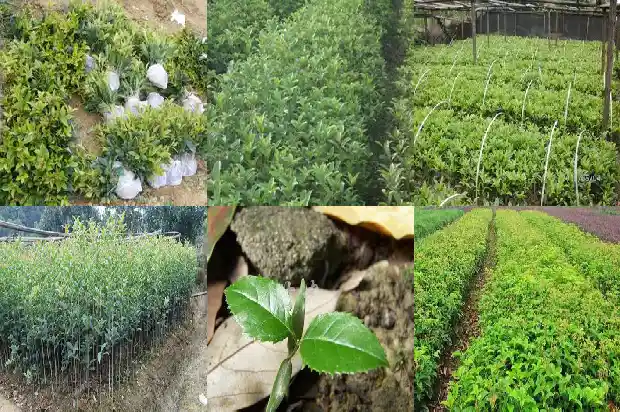 桂花树施什么肥什么时间施好1684284578581
