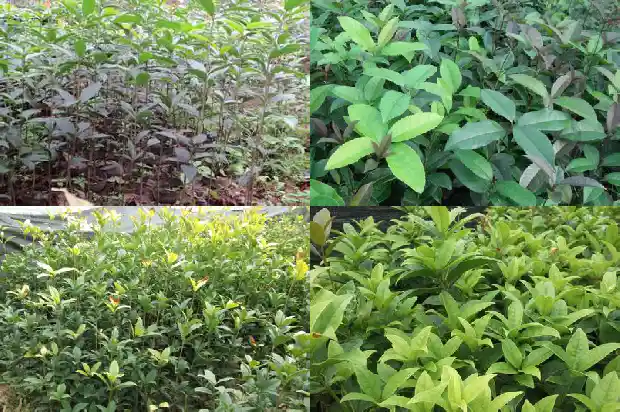 桂花树施什么肥什么时间施肥好1684284593791
