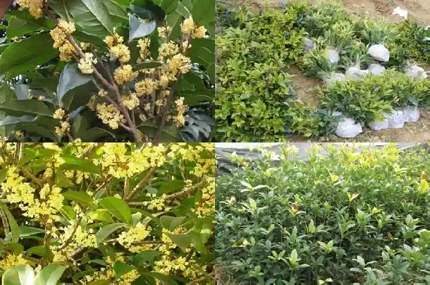 桂花树施什么肥什么时间施肥好1684284593839