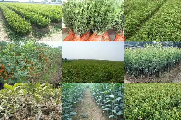 桂花树移栽多久可以施肥1684284618136