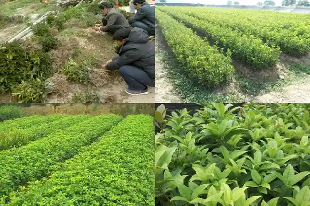 桂花树移栽多久可以施肥1684284618184
