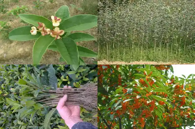 桂花树移栽多久可以施肥1684284618279