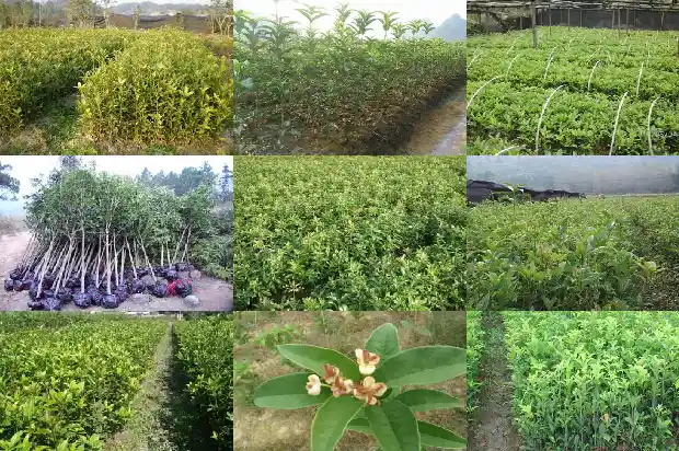 桂花树秋季施什么肥1684284641926