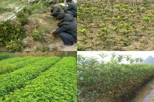 桂花树秋季施什么肥1684284641973