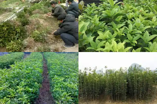桂花树秋季施什么肥1684284642021