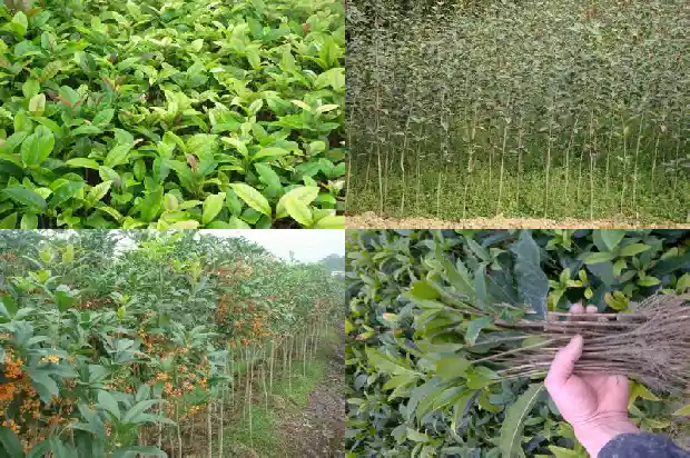 桂花树什么时间施什么肥最好1684284680653