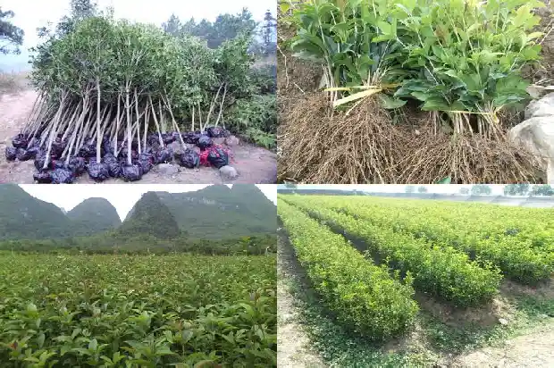 桂花树什么时间施什么肥最好1684284680701