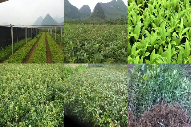 桂花树什么时间施什么肥最好1684284680749