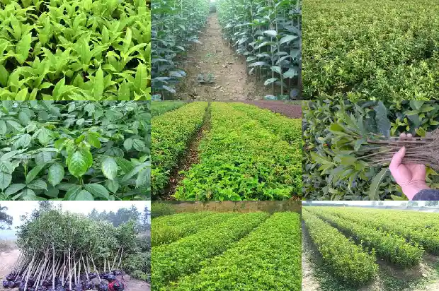 桂花树什么时间施什么肥料好1684284699987