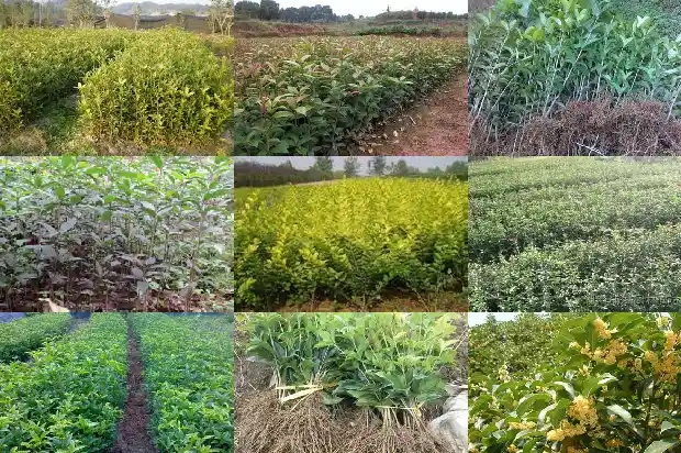桂花一年会开两次吗为什么不开花1688861468870