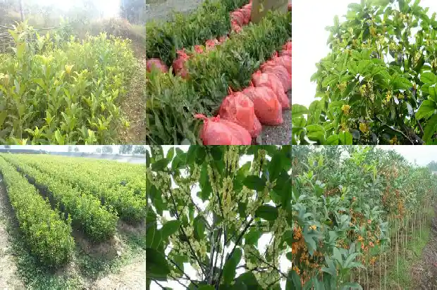 桂花树什么时候施一次肥最好呢1684284731448