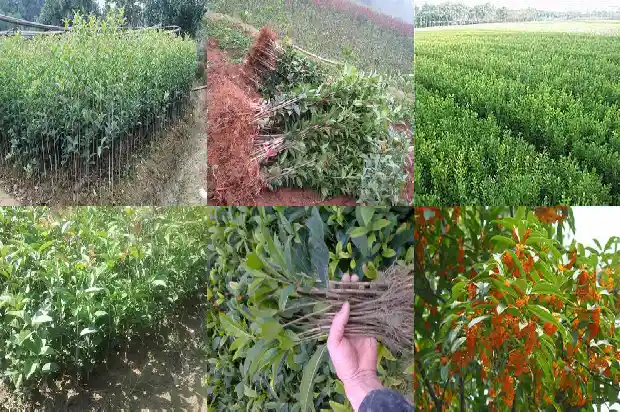 桂花树什么时候施一次肥最好活1684284739041